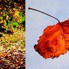 Otoño-Autumn-Herbst-Automne-Autunno