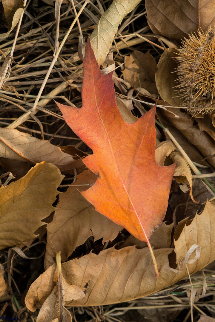 Otoño