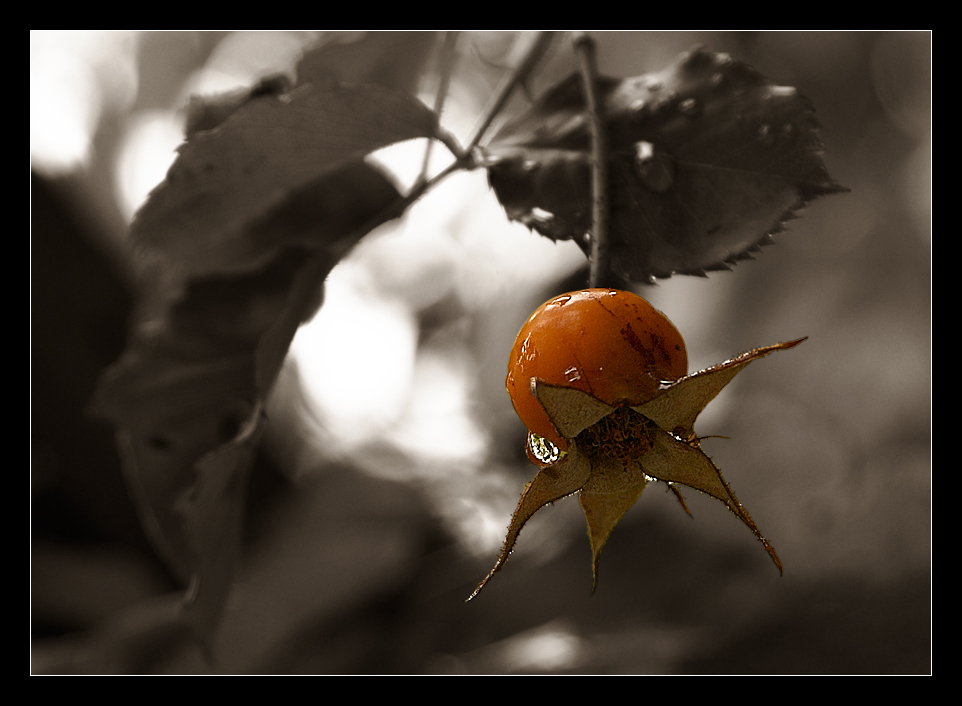 - otoño -