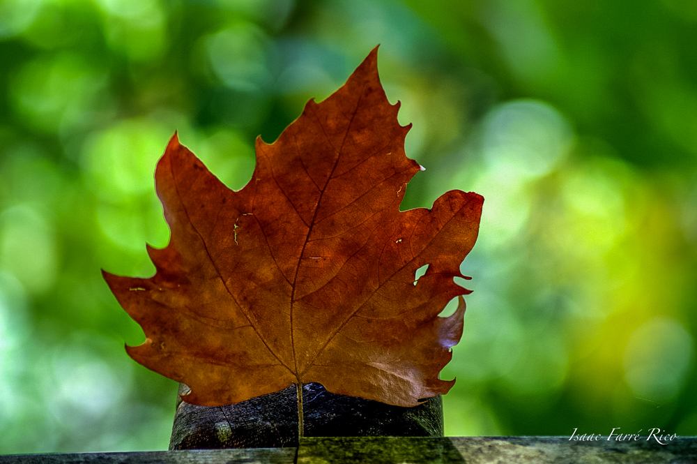 OTOÑO BOKEH