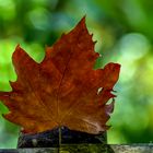 OTOÑO BOKEH