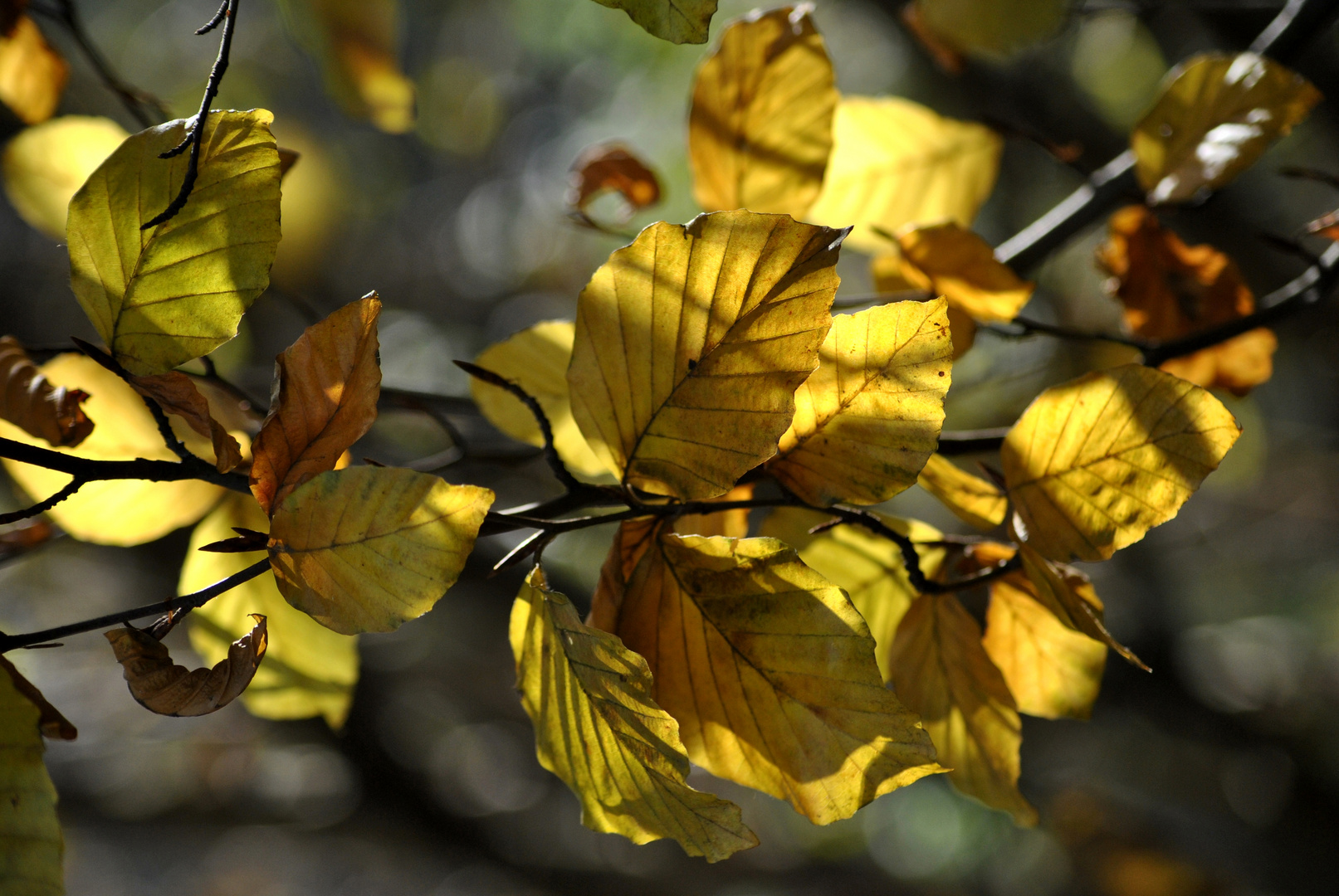 Otoño