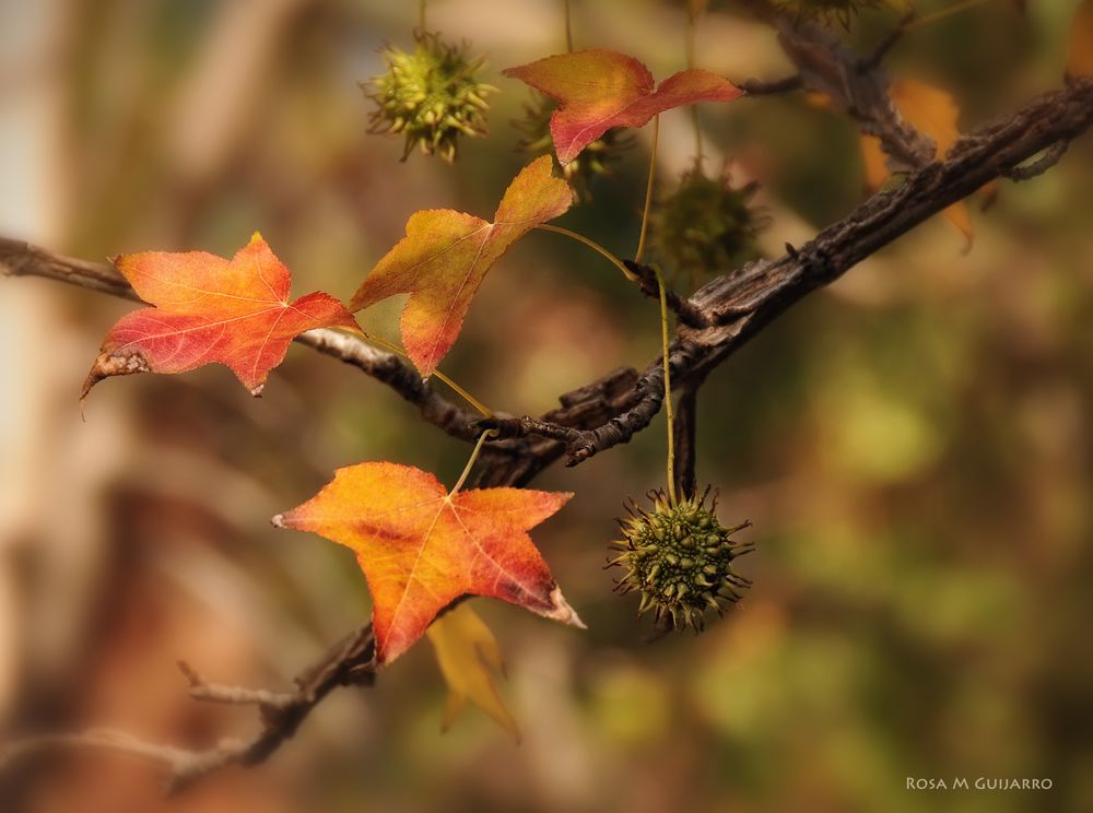 Otoño