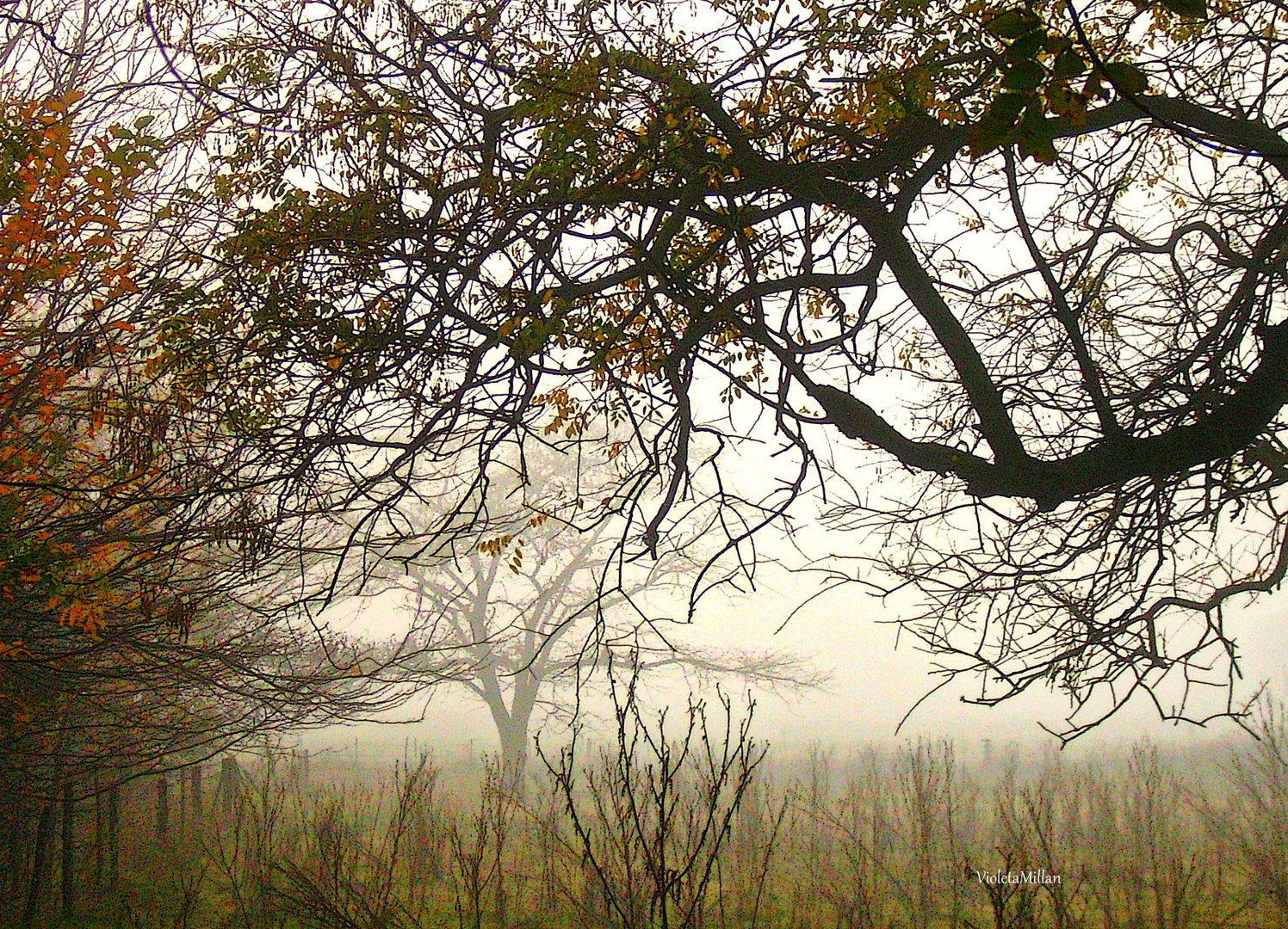 OTOÑO CAMPERO