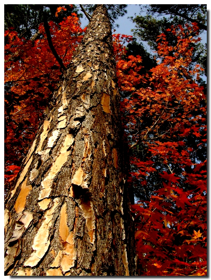 Otoño, color y texturas..