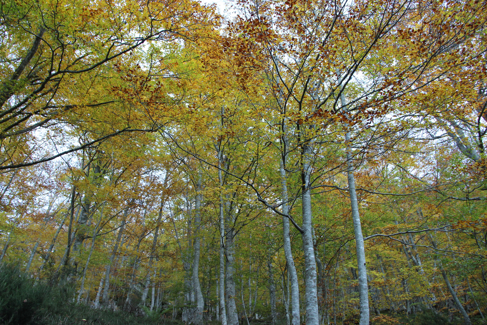 Otoño colorido