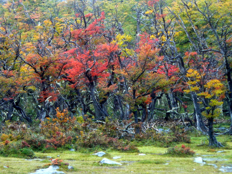 otoño con lengas...