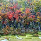 otoño con lengas...