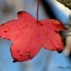 Otoño de fuego..