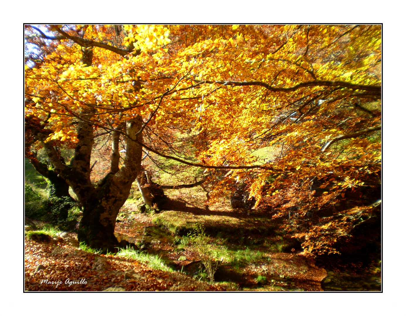 Otoño de oro