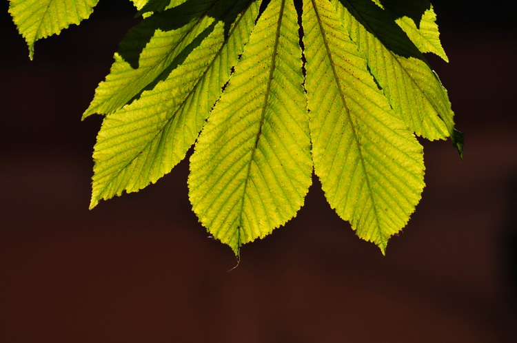 otoño e le albeitar 2