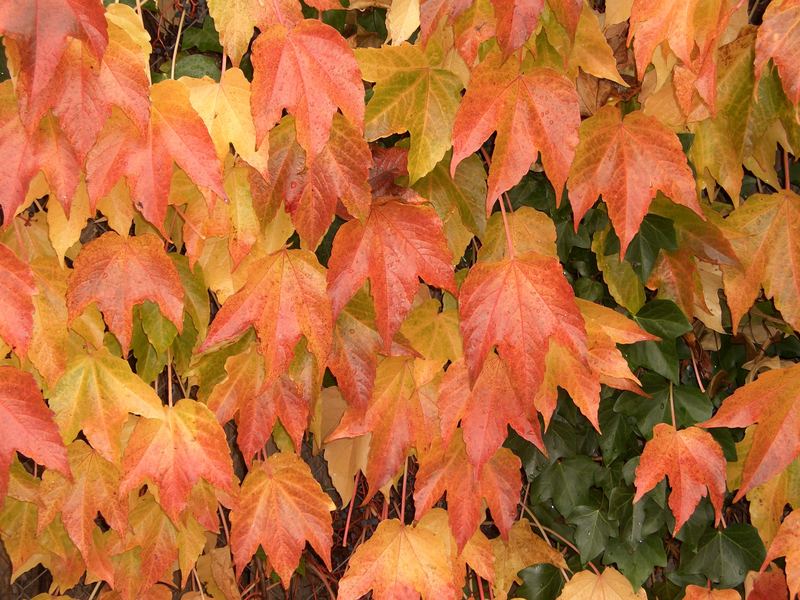 Otoño en Aliseda