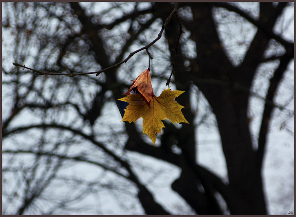 Otoño en Aranjuez 1