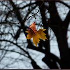 Otoño en Aranjuez 1