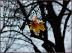 Otoño en Aranjuez 1