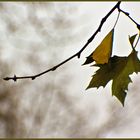 Otoño en Aranjuez