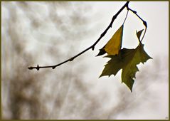 Otoño en Aranjuez