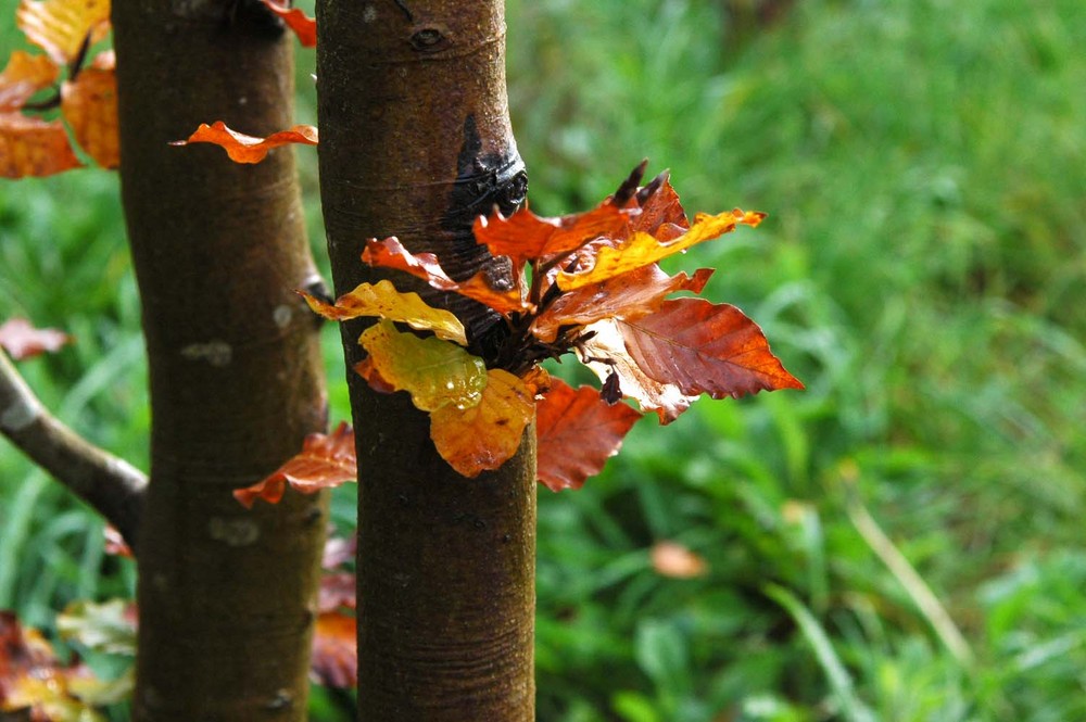 Otoño, en Asturias.