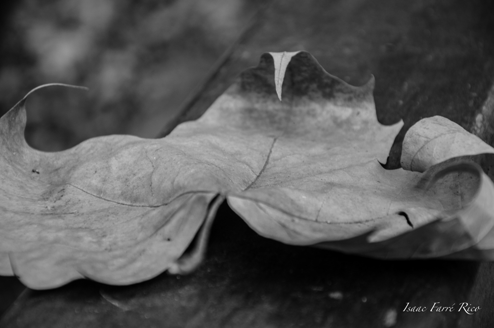 OTOÑO EN BLANCO Y NEGRO