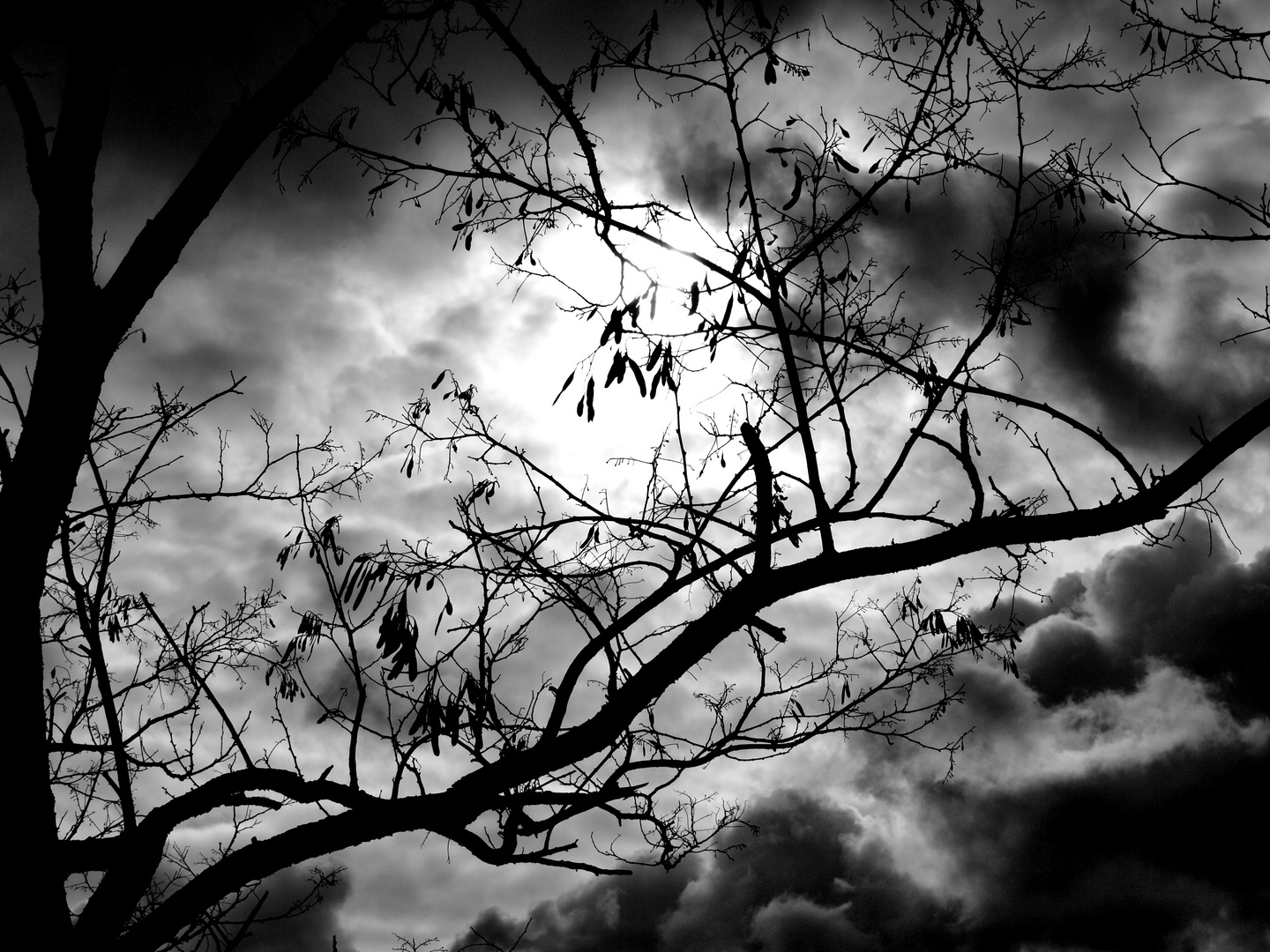 Otoño en Blanco y Negro