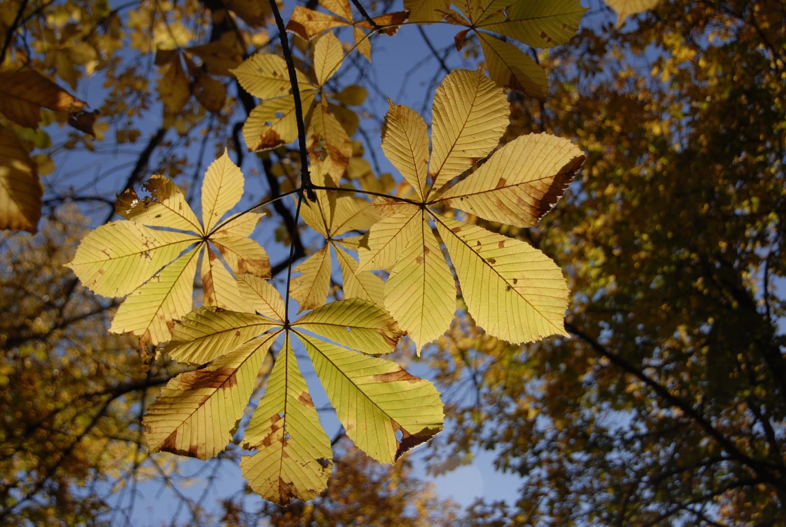 Otoño en Burgos