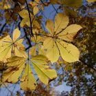 Otoño en Burgos