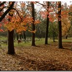 Otoño en Concordia**