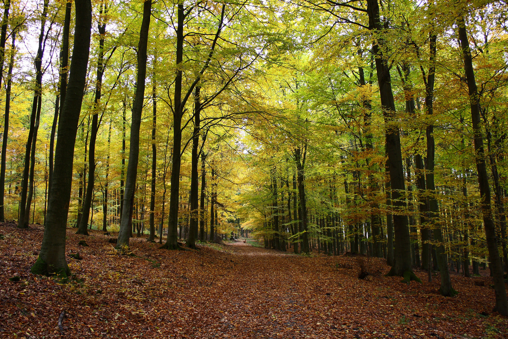 Otoño en Eifel