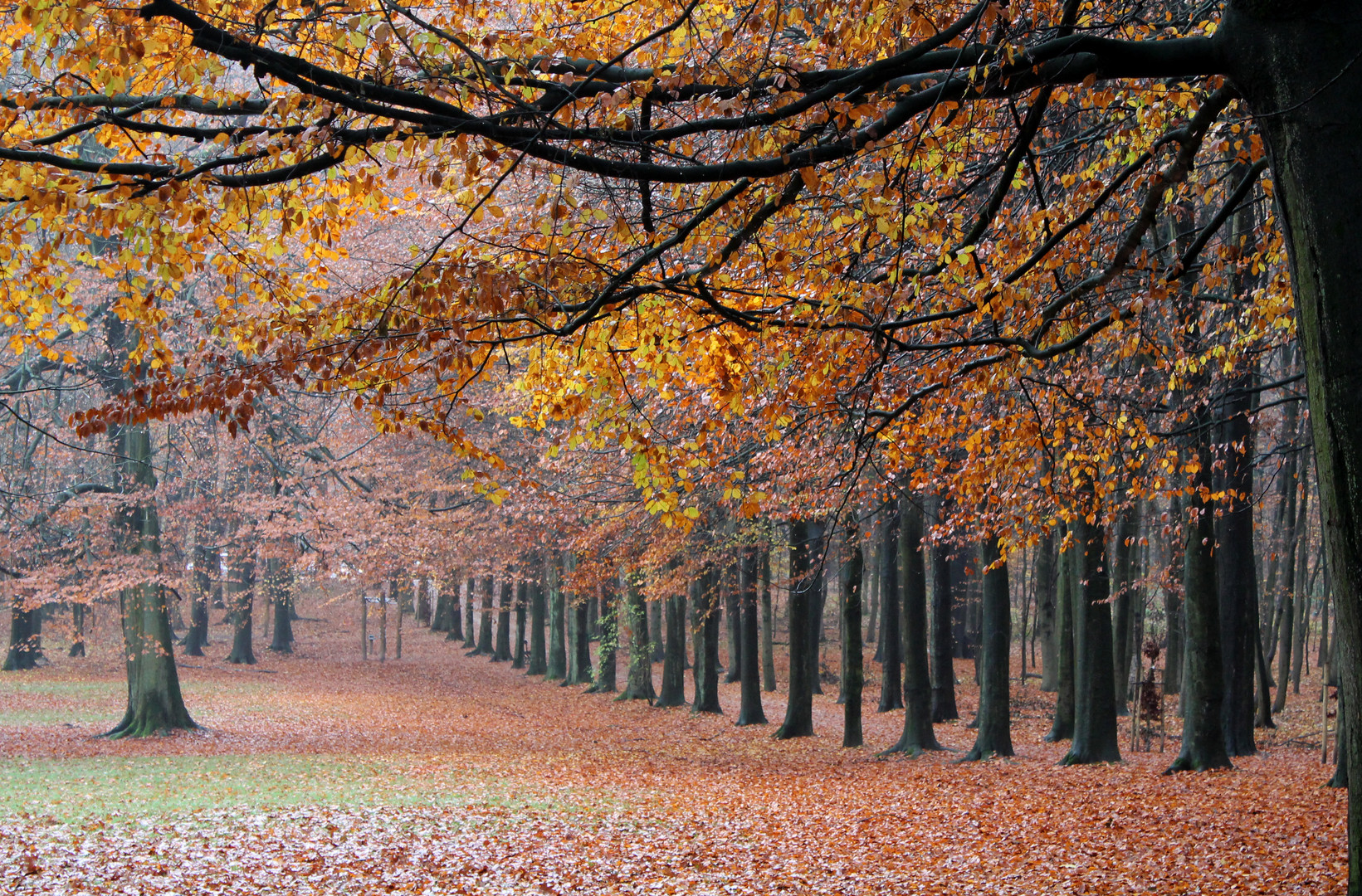 Otoño en el bosque