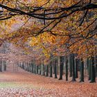 Otoño en el bosque