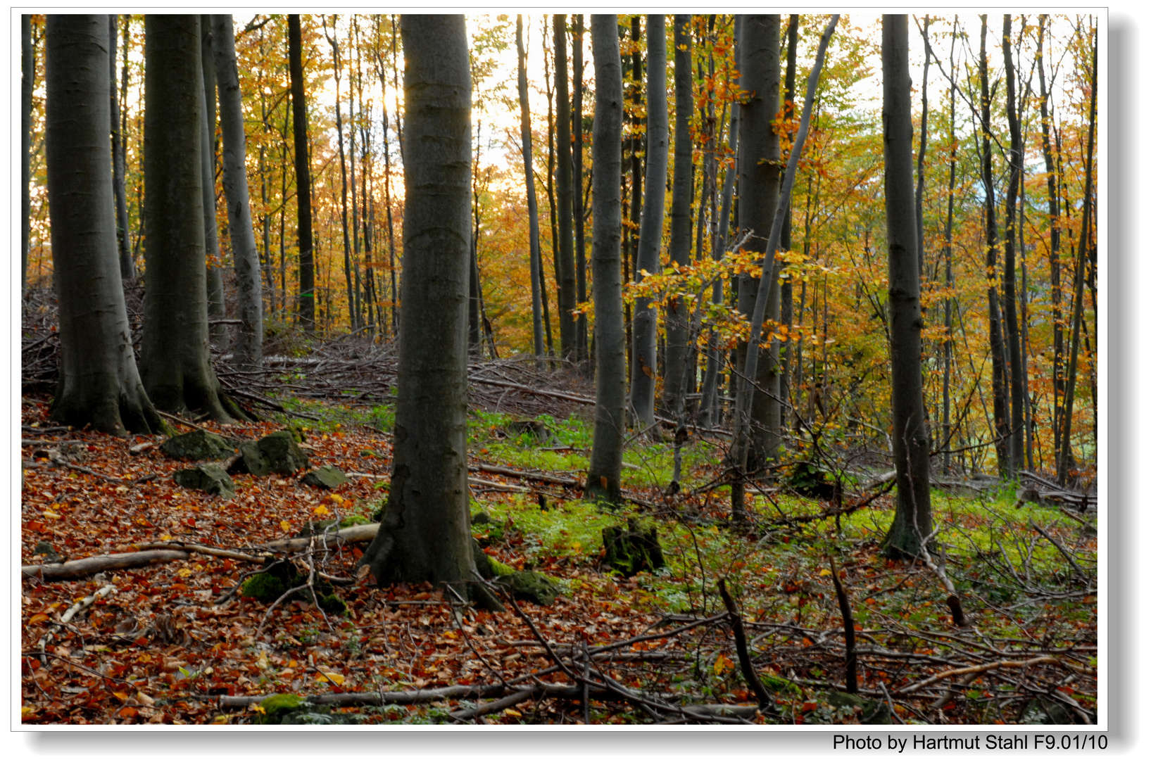 Otoño en el bosque