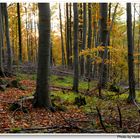 Otoño en el bosque