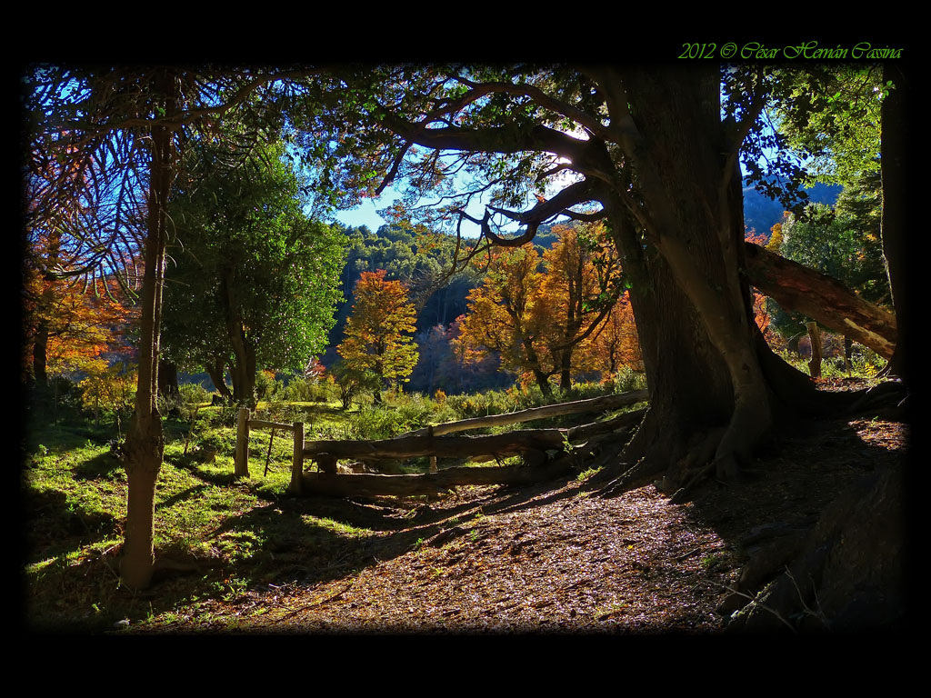 Otoño en el bosque andino