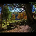 Otoño en el bosque andino