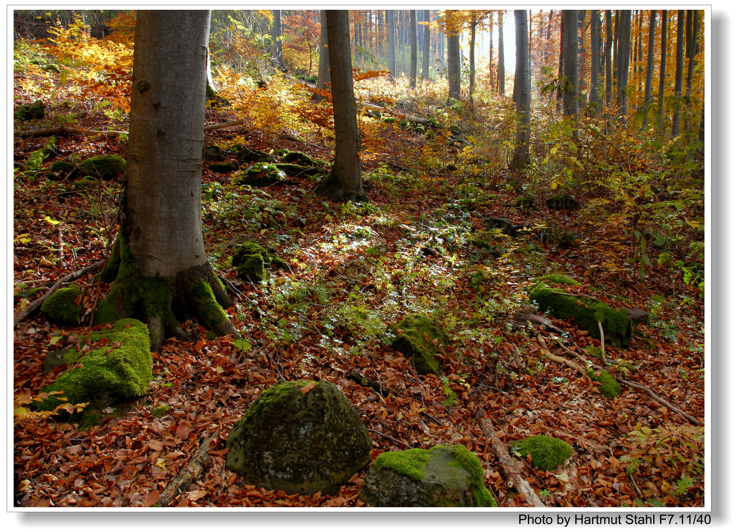 Otoño en el bosque (herbstlicher Wald)