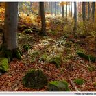 Otoño en el bosque (herbstlicher Wald)