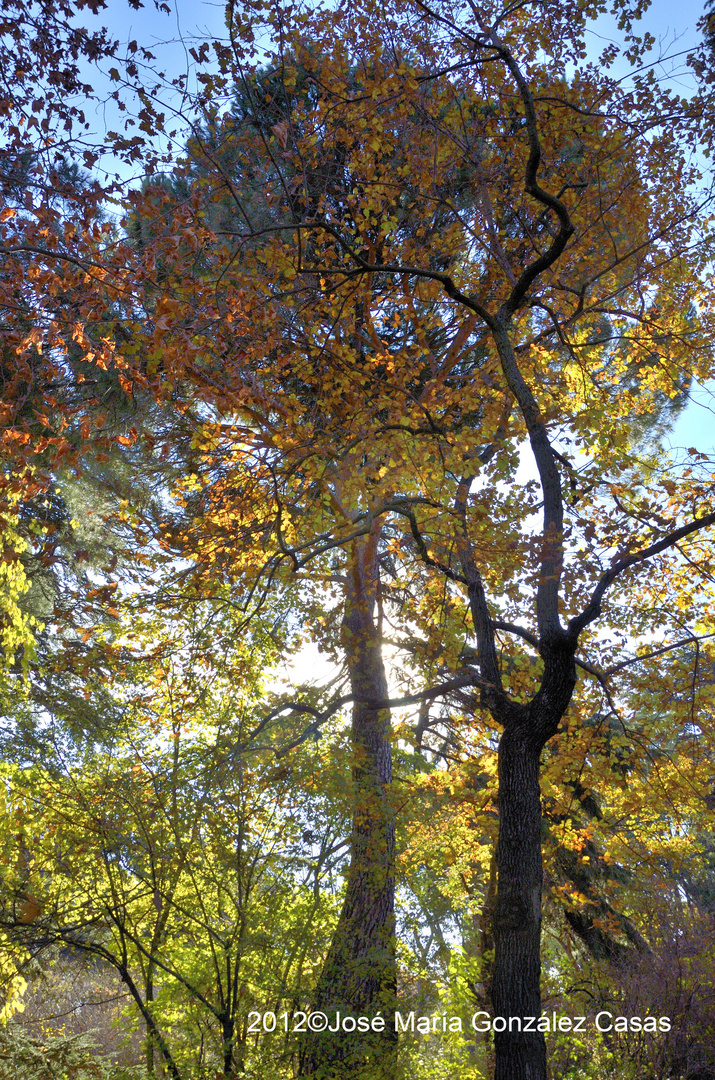 Otoño en el Capricho