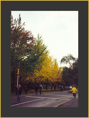 Otoño en el Central Park