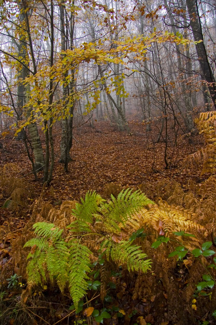 Otoño en el Collsacabra (5)