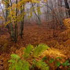 Otoño en el Collsacabra (5)