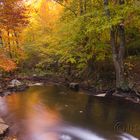 Otoño en el Montseny