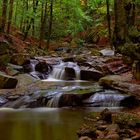 Otoño en el MONTSENY