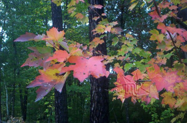 Otoño en el Norte