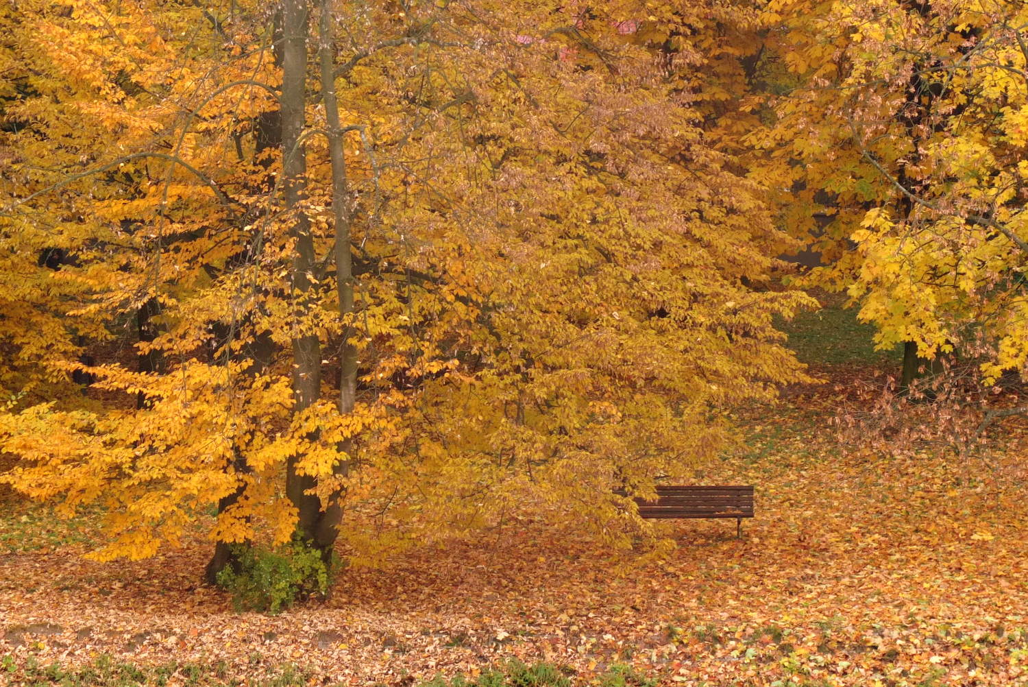 Otoño en el parque 