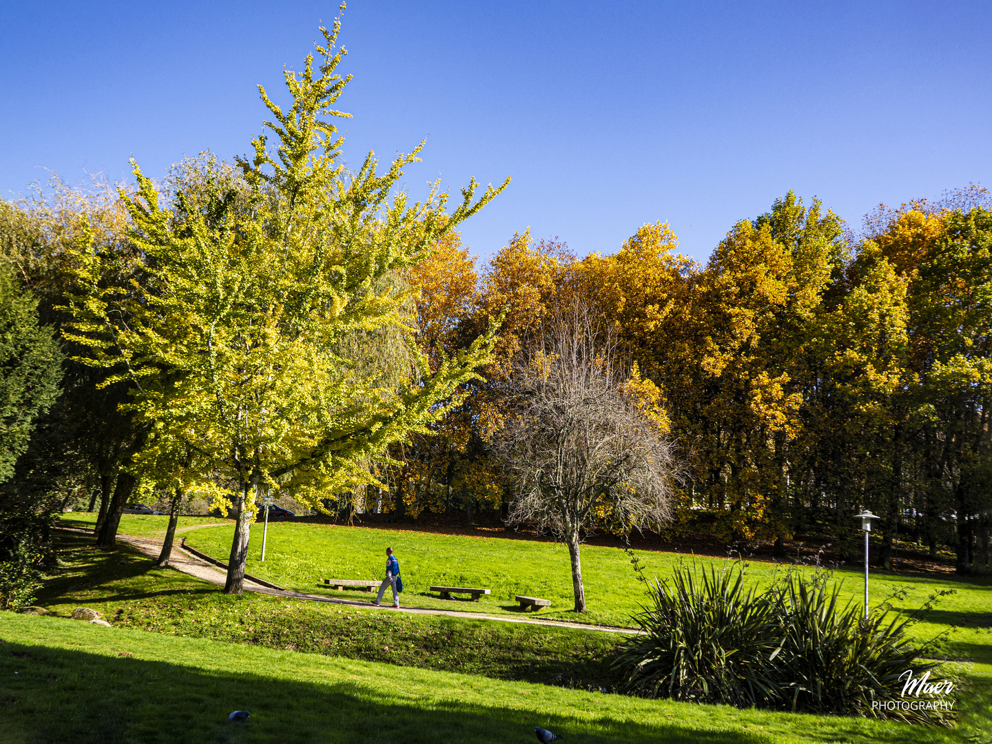 Otoño en el parque del Auditorio de Galicia.