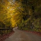 Otoño en el Parque Natural Gorbeia 