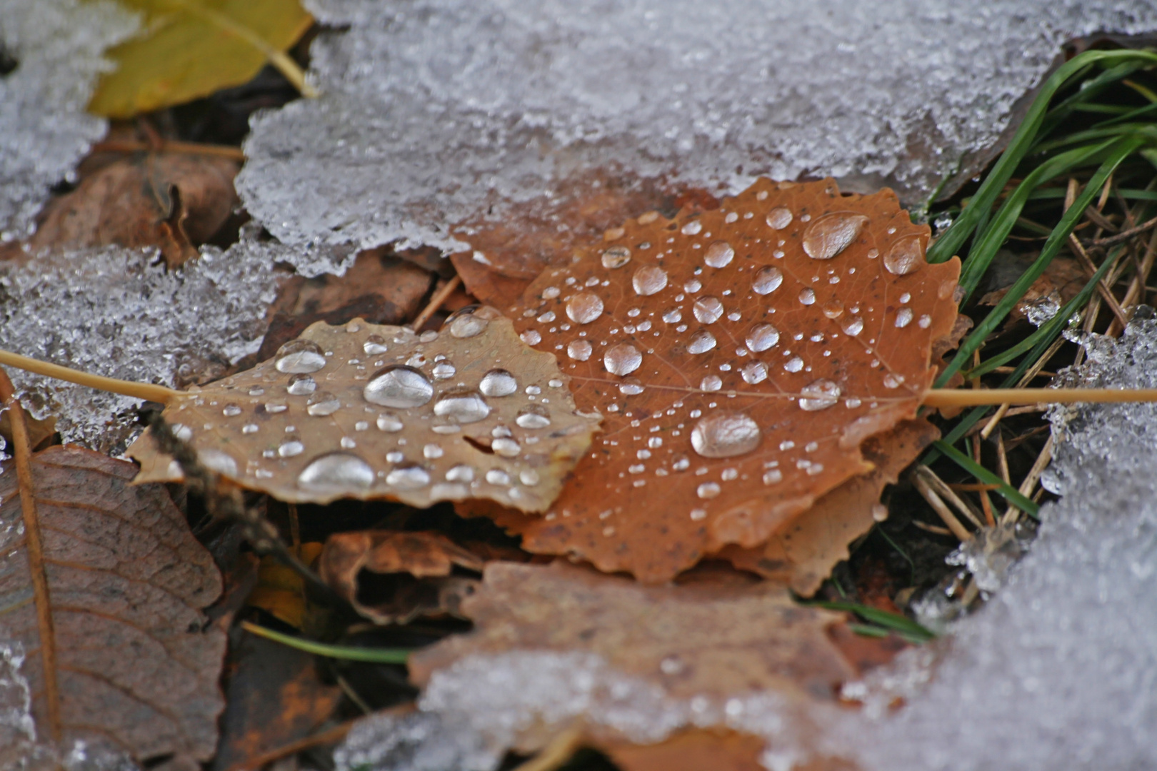 Otoño en el Pirineo