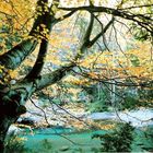 Otoño en el Valle de Bujaruelo (Huesca)