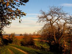 Otoño en el viñedo    - '9'