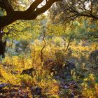 otoño en grazalema